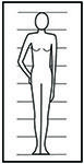 Fourth Body Element - Body Proportion